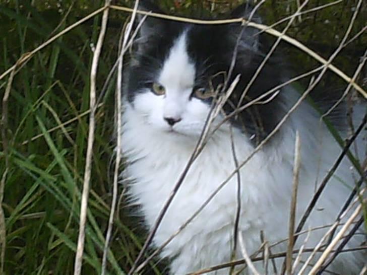 Blanding af racer Molly (Gurlig) Forsvundet - å opdagelse <3 billede 11