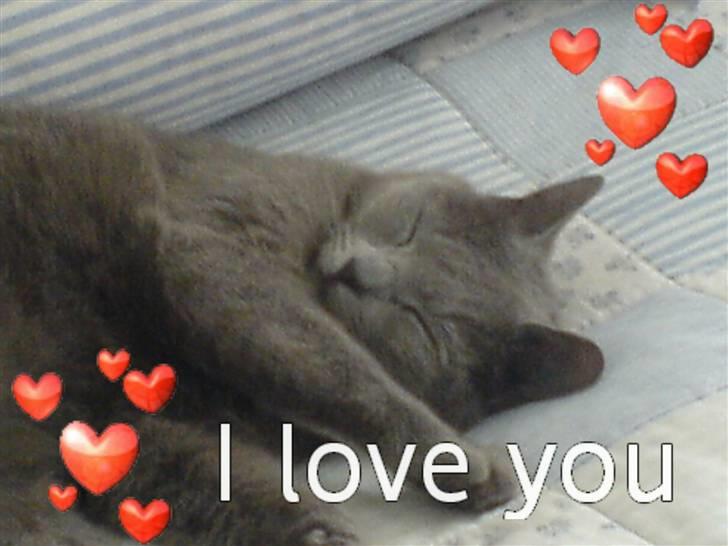 Huskat anton  - anton sover  billede 14