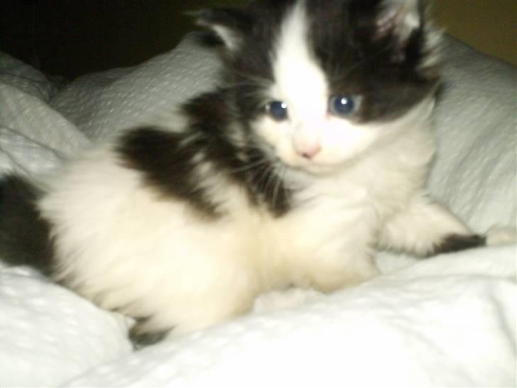 Blanding af racer Molly (Gurlig) Forsvundet - i min seng <3 billede 12