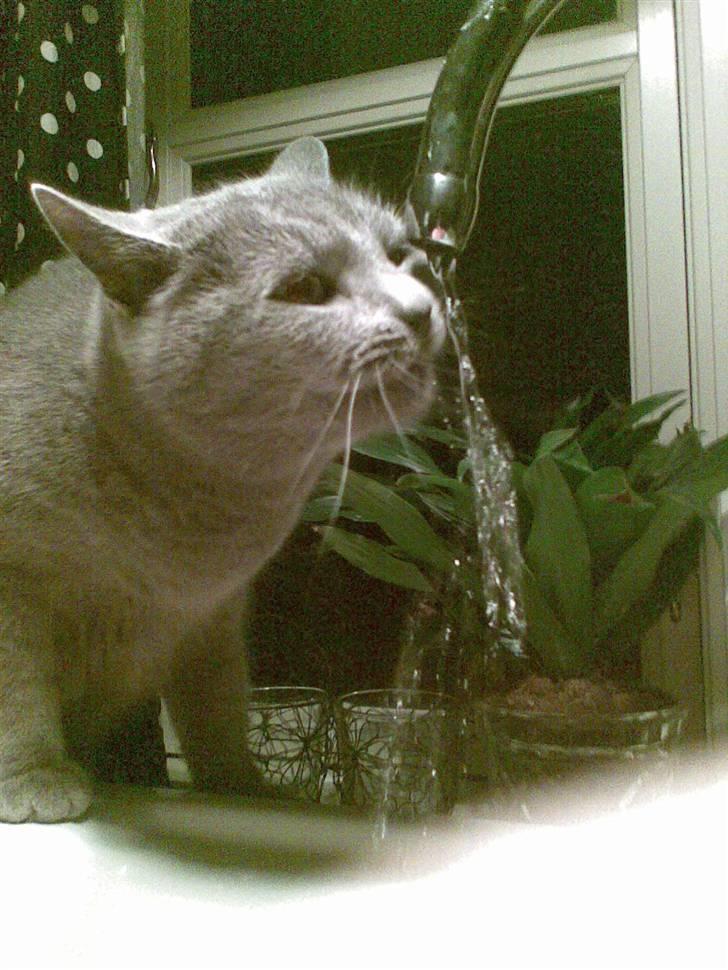 Huskat anton  - jeg elsker vand  billede 15