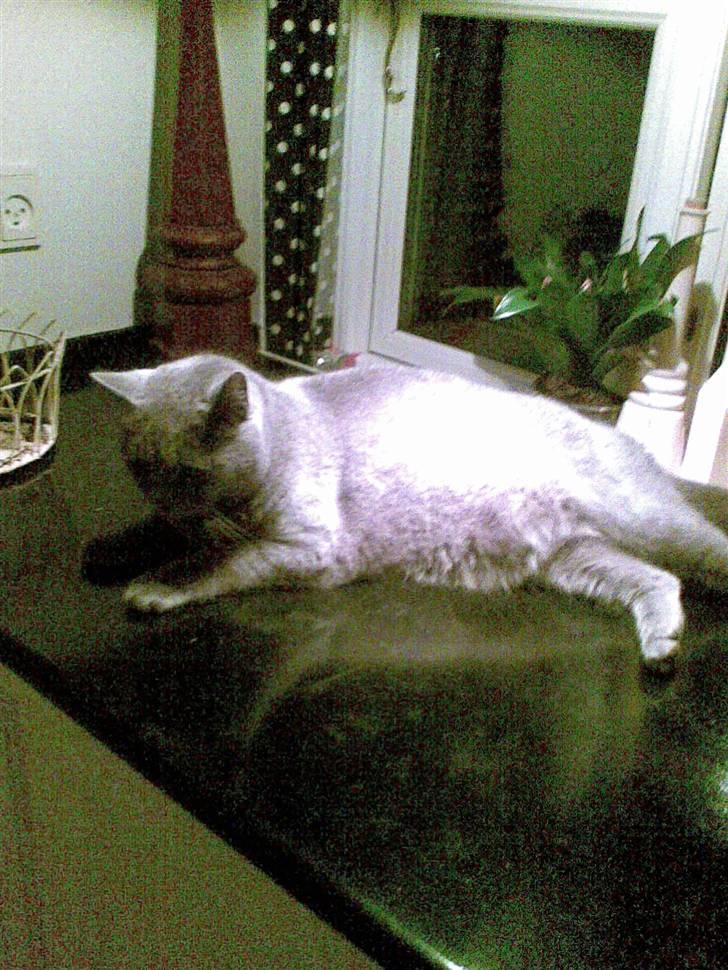 Huskat anton  billede 16