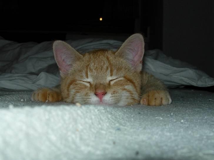 Huskat Maxin - Dovne lille Kat billede 1