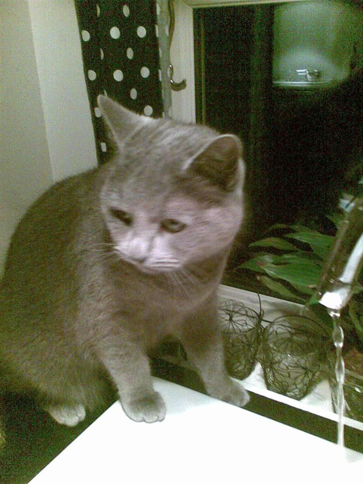 Huskat anton  billede 17