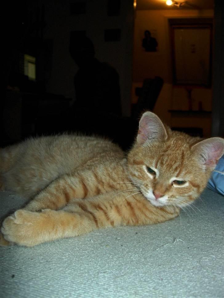 Huskat Maxin - Lille blære røv billede 2