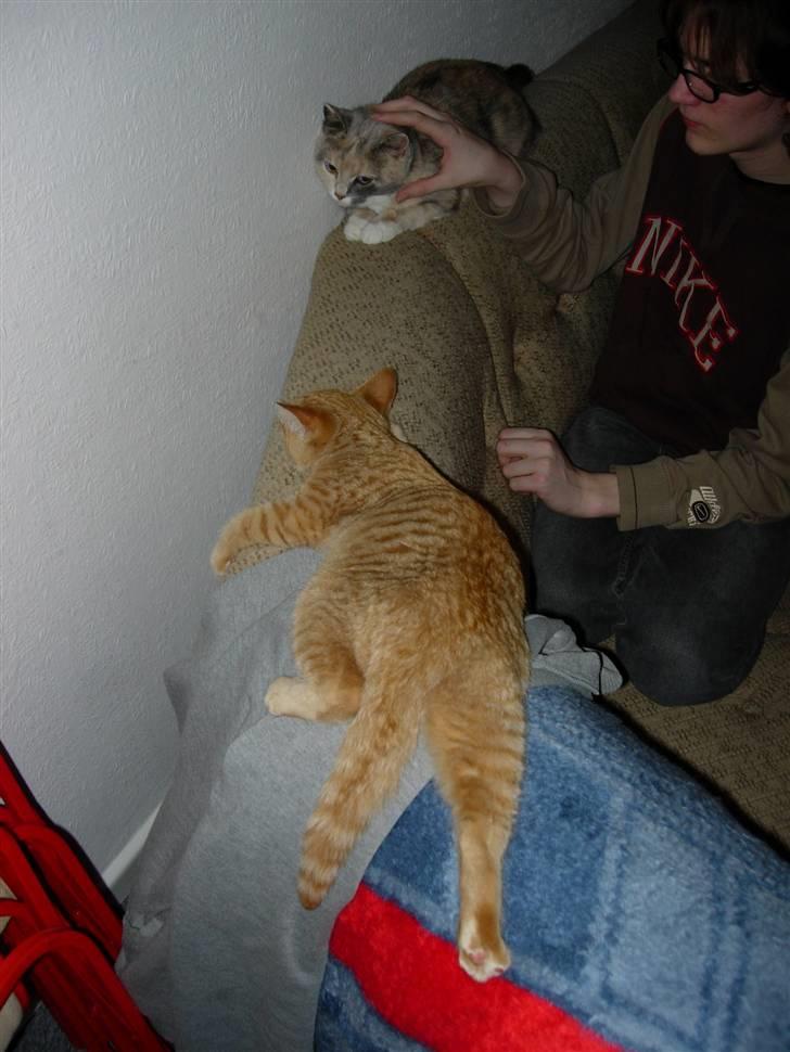 Huskat Maxin - Den lille skid, blev træt af at høre på Milles Hvesen og lagde sig til at sove billede 3