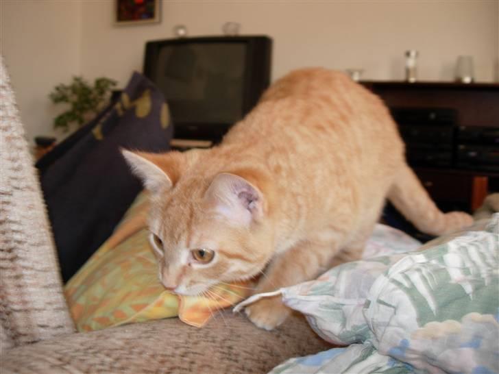 Huskat Maxin - En farlig Tiger billede 4