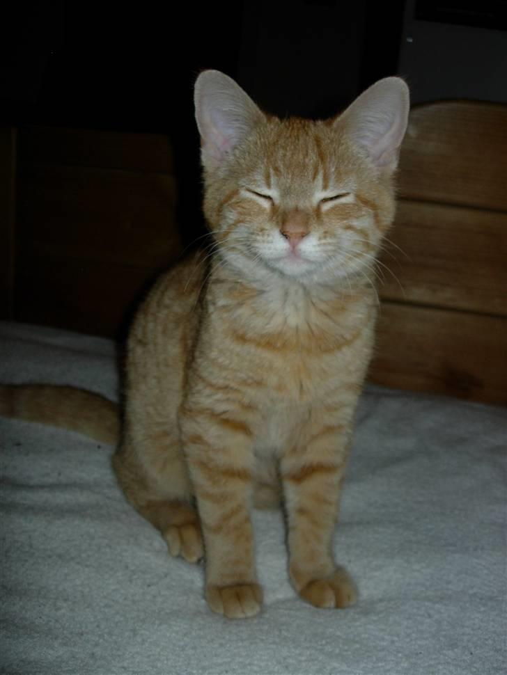 Huskat Maxin - så er man da bare sød?! billede 5