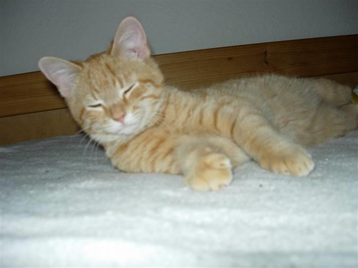 Huskat Maxin - er jeg ikke charmerende? billede 6