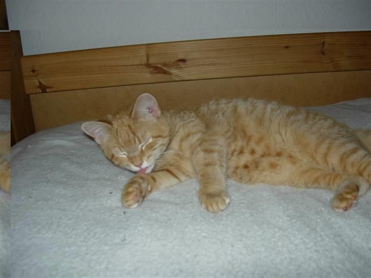 Huskat Maxin - jeg får mig lige en lille lur. hehe billede 7