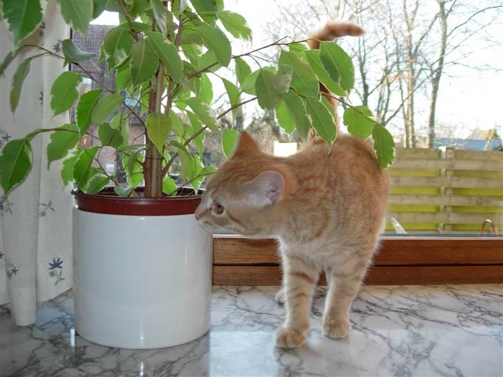 Huskat Maxin - den her plante er godt nok spændene! billede 9