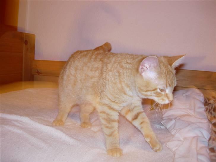 Huskat Maxin - se, hvor fotogen jeg er :D billede 10