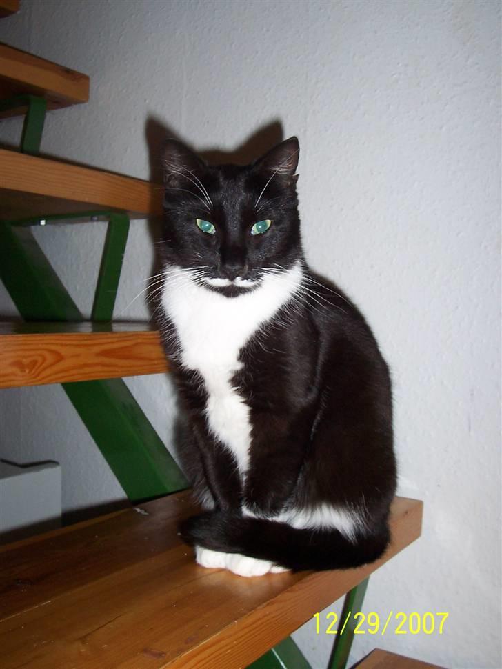 Huskat Mynne - Dronning.. JA.. billede 4