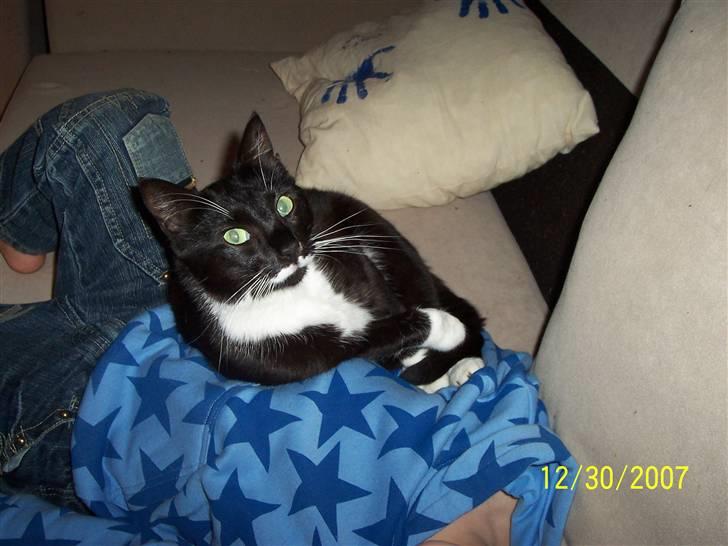 Huskat Mynne - Når han sover er han ikk spor farlig...  billede 5