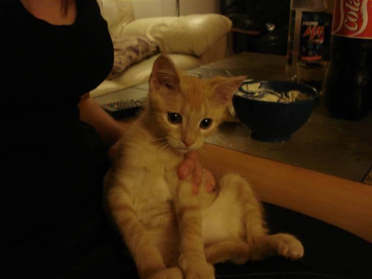 Huskat Balder - Se ham lige ?  billede 1