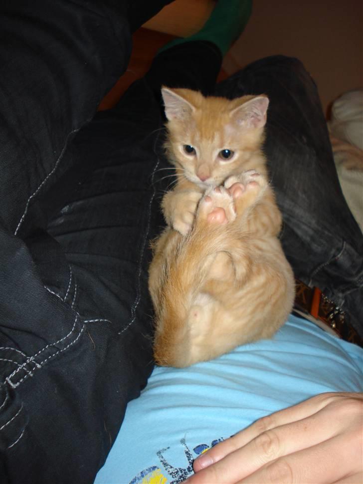 Huskat Balder - Er han ikke sød?  billede 2