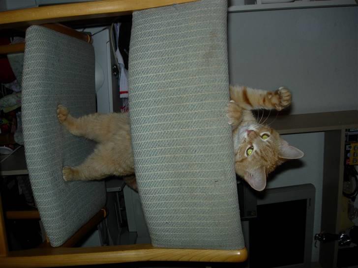 Huskat Maxin - jeg vender lidt forkert, men er jeg ikke bare sød? billede 11