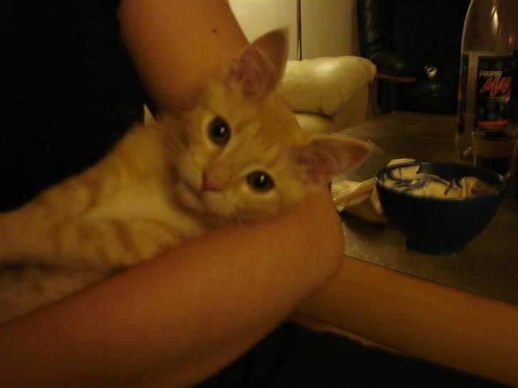 Huskat Balder - Han elsker at kæle.  billede 3