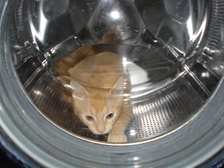 Huskat Balder - Han gør altid de ting han ikke må :P billede 4