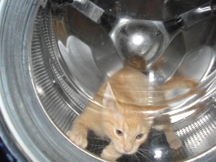 Huskat Balder - Min dejlige frække killing billede 5