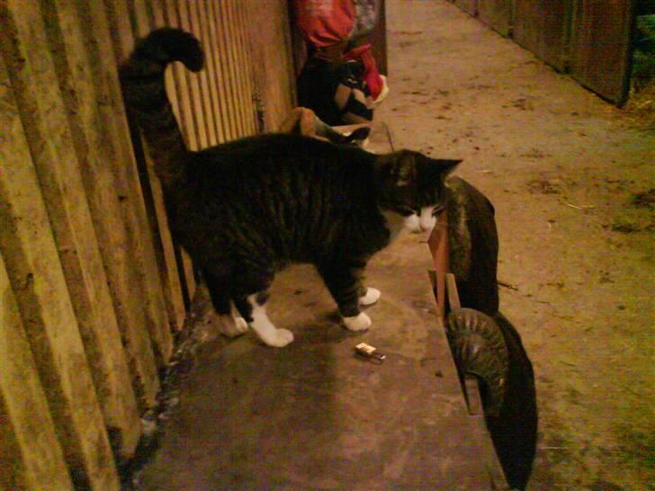 Blanding af racer Fede Mis R.I.P. billede 9