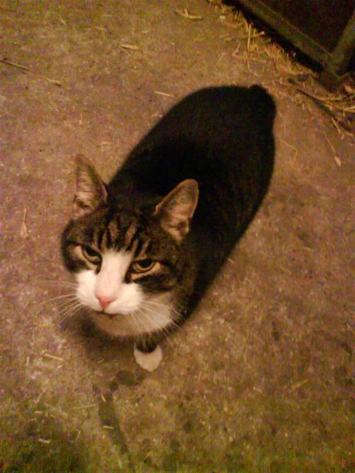 Blanding af racer Fede Mis R.I.P. billede 10