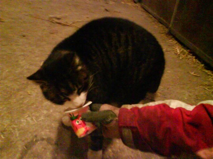 Blanding af racer Fede Mis R.I.P. billede 11