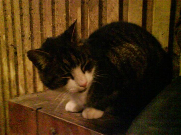 Blanding af racer Fede Mis R.I.P. billede 12