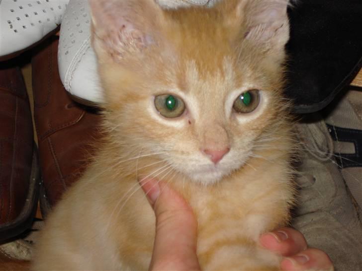 Huskat Balder billede 6