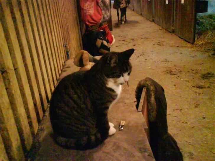 Blanding af racer Fede Mis R.I.P. billede 13