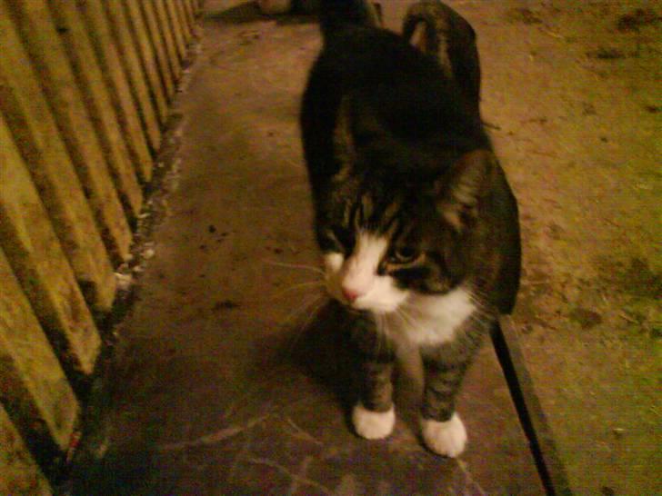 Blanding af racer Fede Mis R.I.P. - Venter på mad :) billede 14