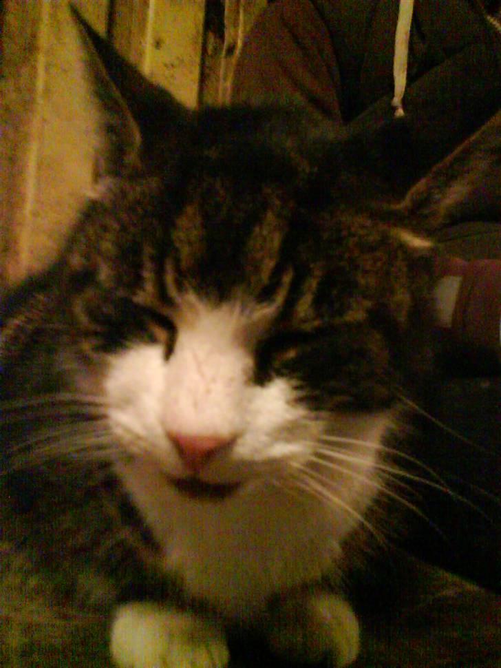 Blanding af racer Fede Mis R.I.P. - Fede sidder pænt og bliver fotograferet.. billede 15