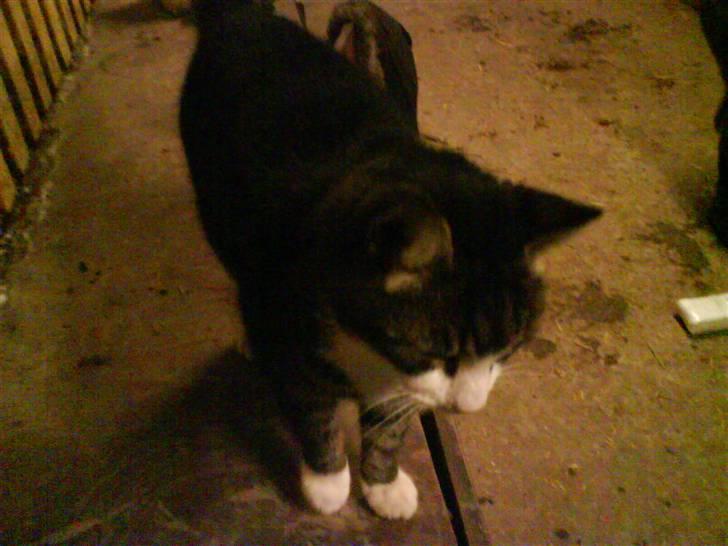 Blanding af racer Fede Mis R.I.P. - Fede står på Olivers skab og venter på mad :) billede 16