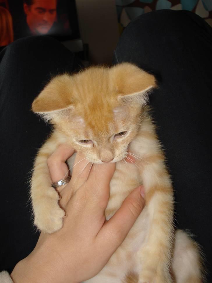 Huskat Balder - Nårh :D billede 7