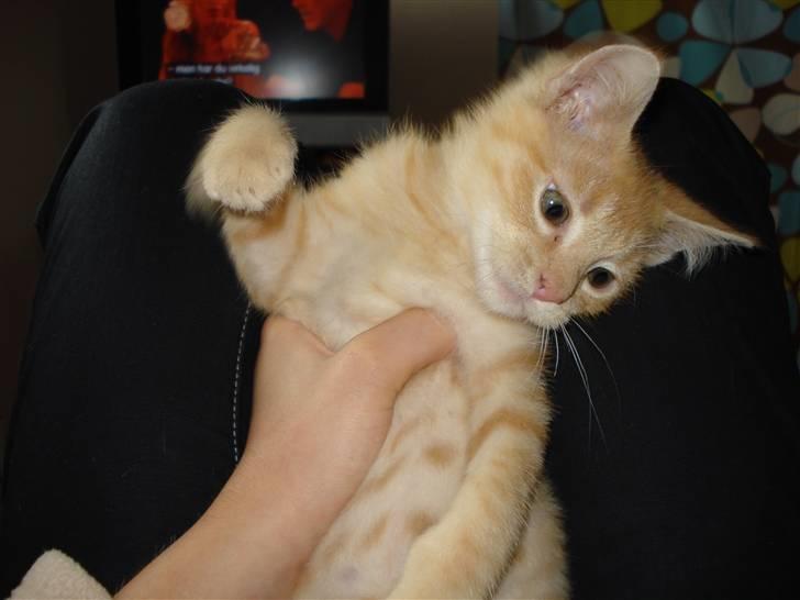 Huskat Balder - Er han ikke dejlig.? billede 8