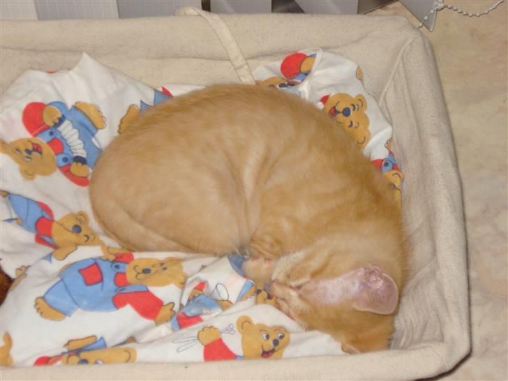 Huskat Balder - Lige da jeg havde fået ham. Ja lille er han. billede 9