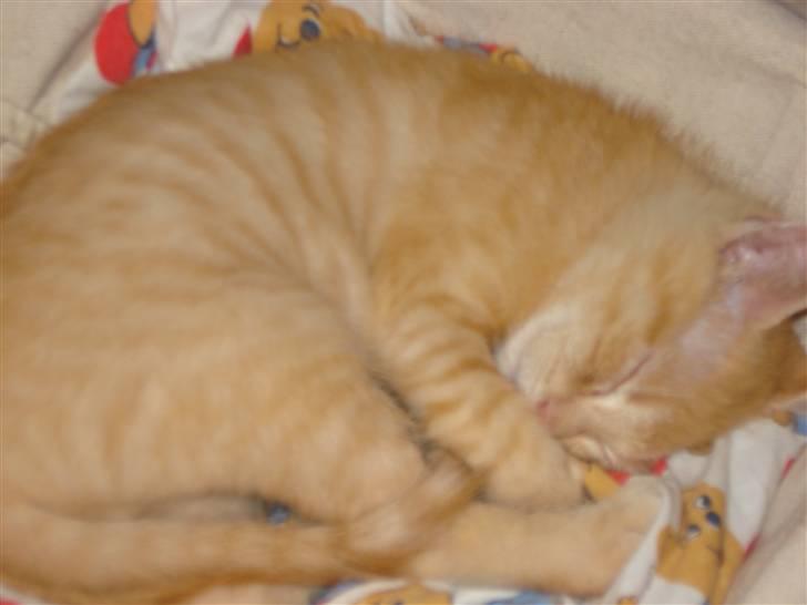 Huskat Balder - Han er så sød når han sover. billede 10