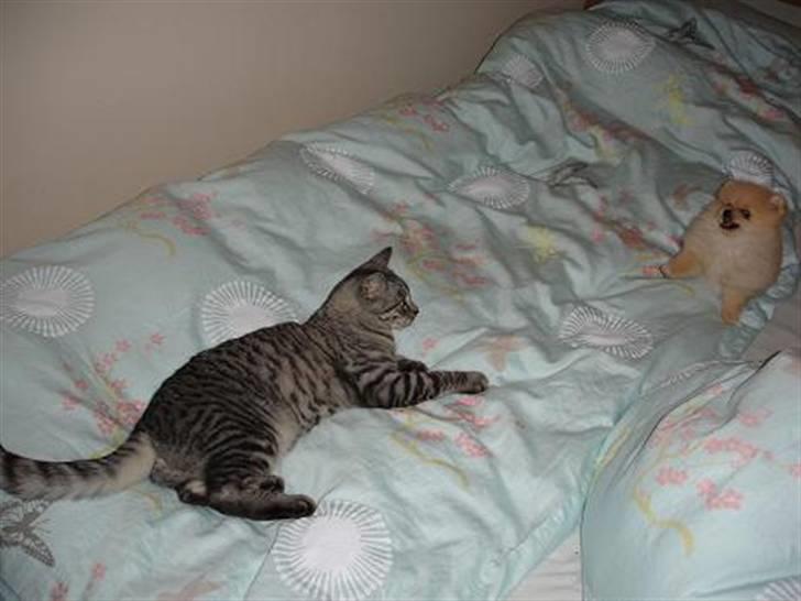 Blanding af racer Brede billede 10