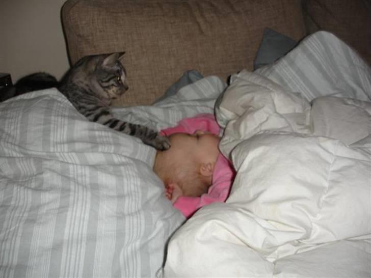 Blanding af racer Brede - Mors Niece, hun er sød :) billede 12