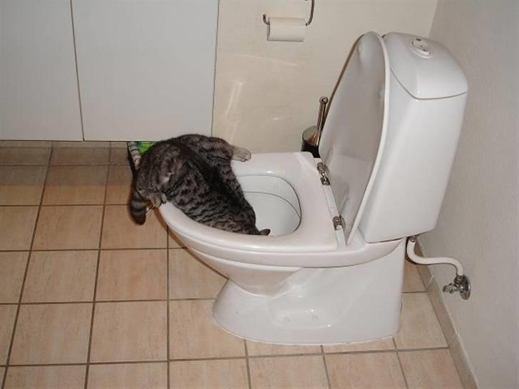 Blanding af racer Brede - Mmmmm.. wc vand :) billede 13