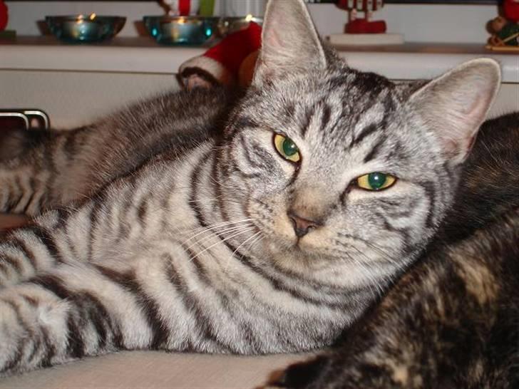 Blanding af racer Brede billede 14