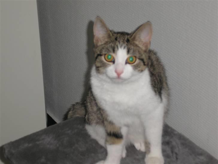 Huskat Mille - Er ved at være en stor mis nu... (Mille 4 mdr) billede 19