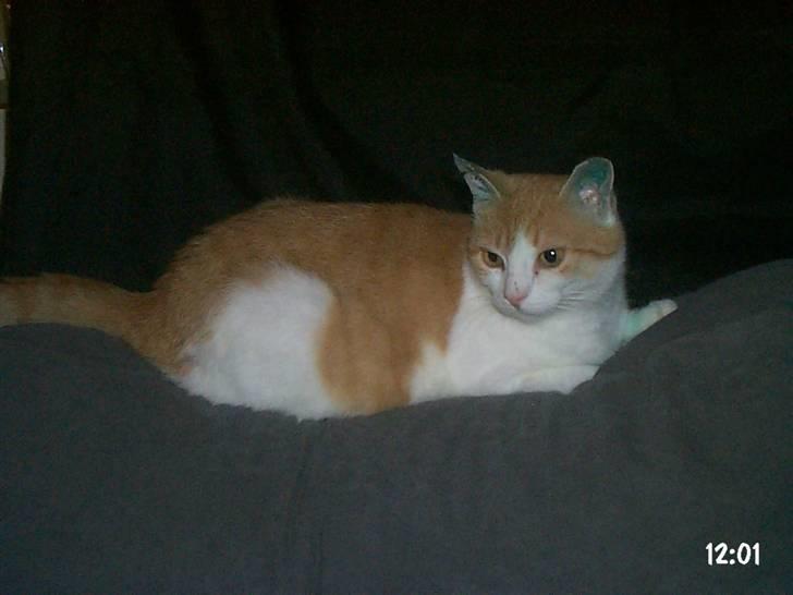 Huskat hera billede 1