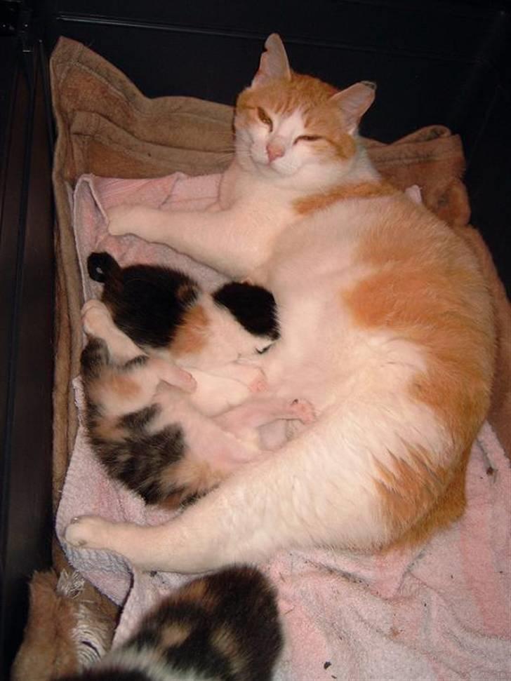 Huskat hera billede 2