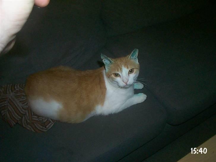 Huskat hera billede 3