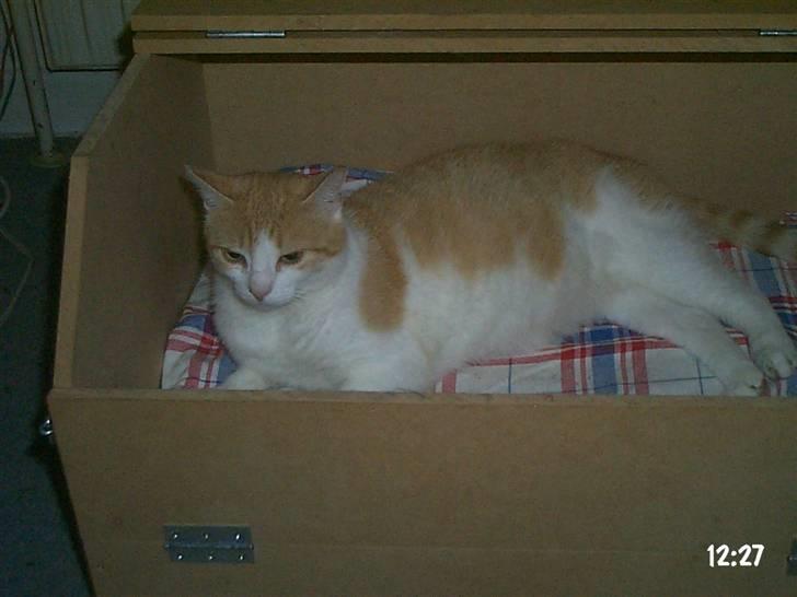 Huskat hera billede 4