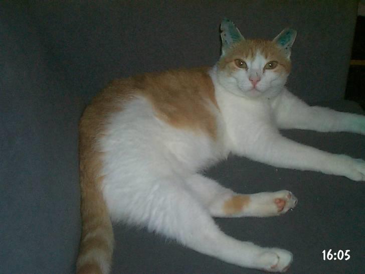 Huskat hera billede 5