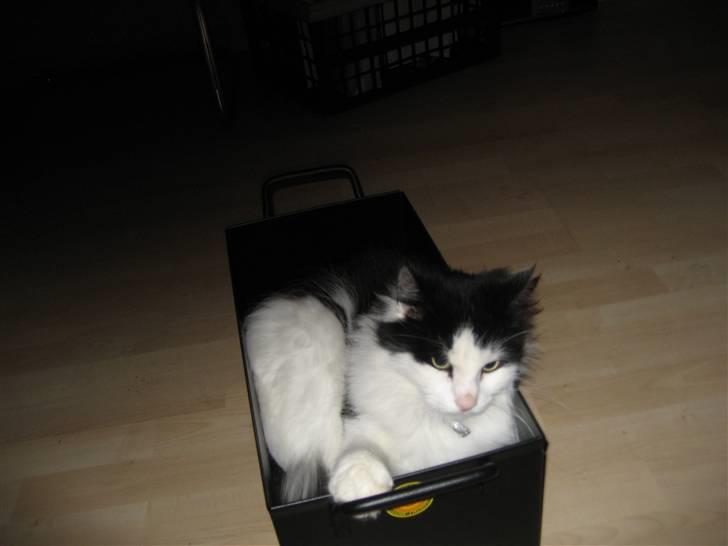 Blanding af racer Zorro - Briket-kasse - nej nej, kan i sige katte-kasse....!? billede 8