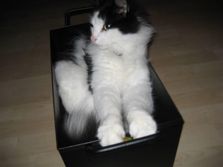 Blanding af racer Zorro billede 9