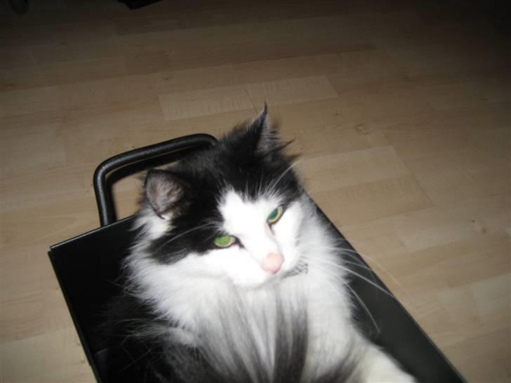 Blanding af racer Zorro billede 10