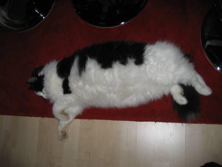 Blanding af racer Zorro - Tyk nej da - bare lidt rigelig pels... billede 11